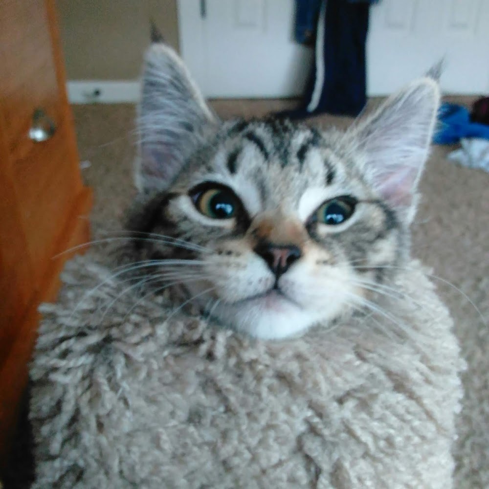 Meet your Posher, Kiacat